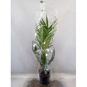 Phoenix canariensis
