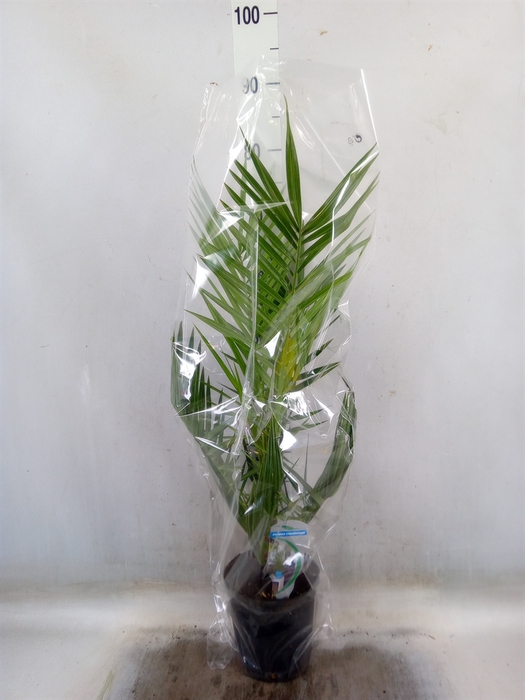 <h4>Phoenix canariensis</h4>
