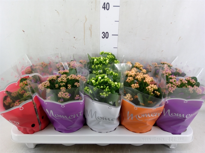<h4>Kalanchoe blos.   ..rosebud mix  4</h4>
