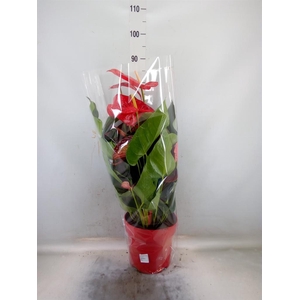 Anthurium andr. 'Oklahoma'