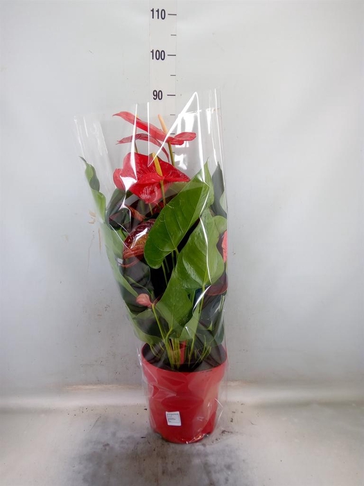 <h4>Anthurium andr. 'Oklahoma'</h4>