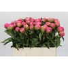 Paeonia Pink Perfait