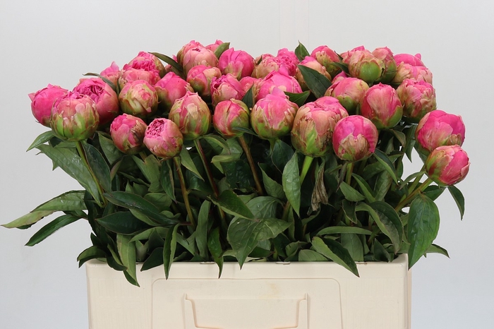 Paeonia Pink Perfait