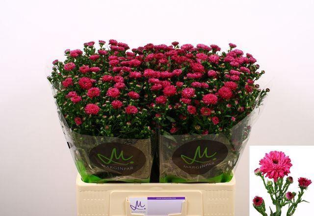 <h4>ASTER FLASH 15 GR.</h4>