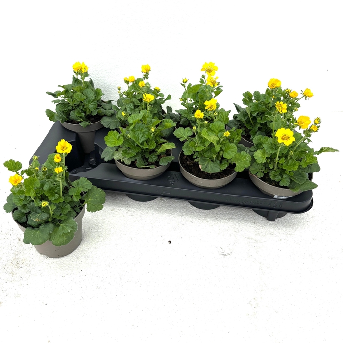 <h4>GEUM TOSAI YELLOW</h4>