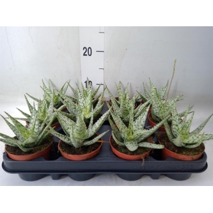 Aloe rauhii 'Snow Flake'