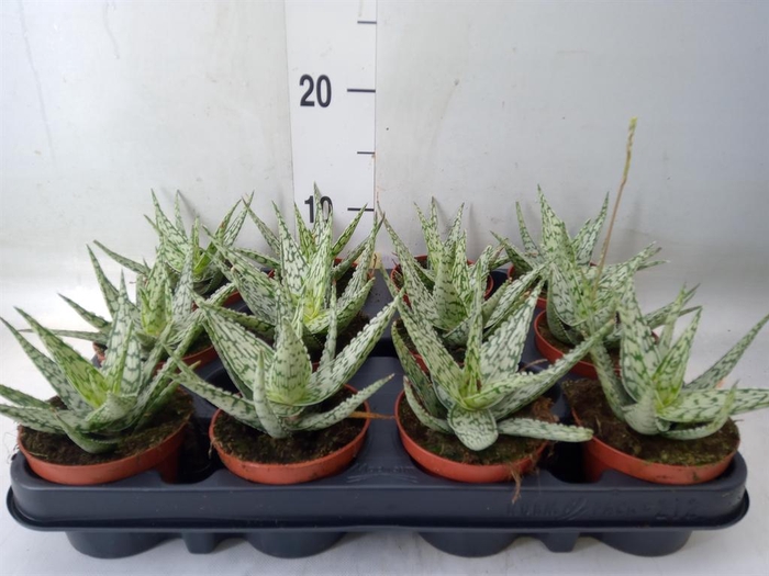 <h4>Aloe rauhii 'Snow Flake'</h4>