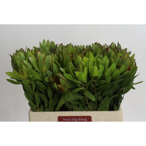 Leucadendron Goldstrike