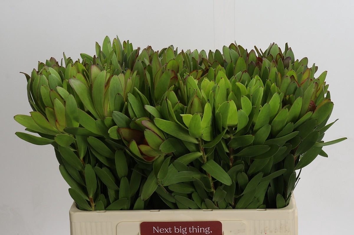 <h4>Leucadendron Goldstrike</h4>