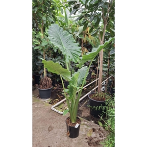 Alocasia Portodora