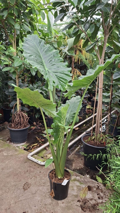 <h4>Alocasia Portodora</h4>