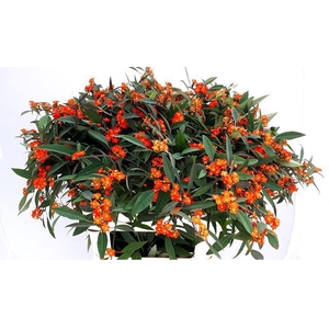EUPH F T  ORANG