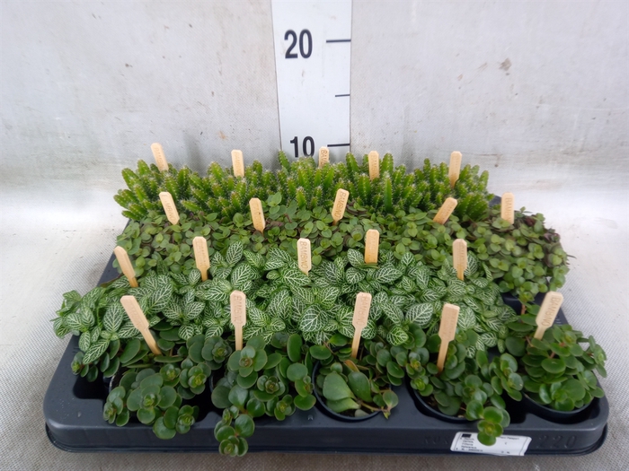 <h4>Planten  ..mix</h4>