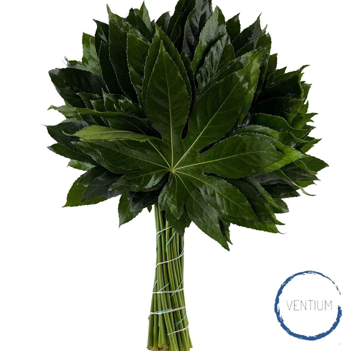 <h4>Aralia Ventium 70cm</h4>