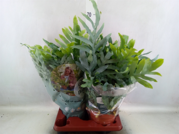 <h4>Phlebodium aureum 'Blue Star'</h4>