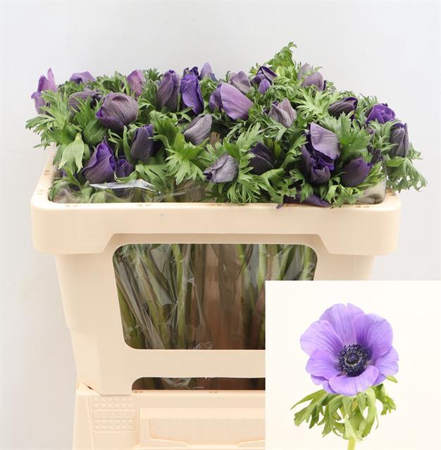 ANEM CO BLAUW