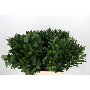 Ruscus aculeatus   ...groot blad