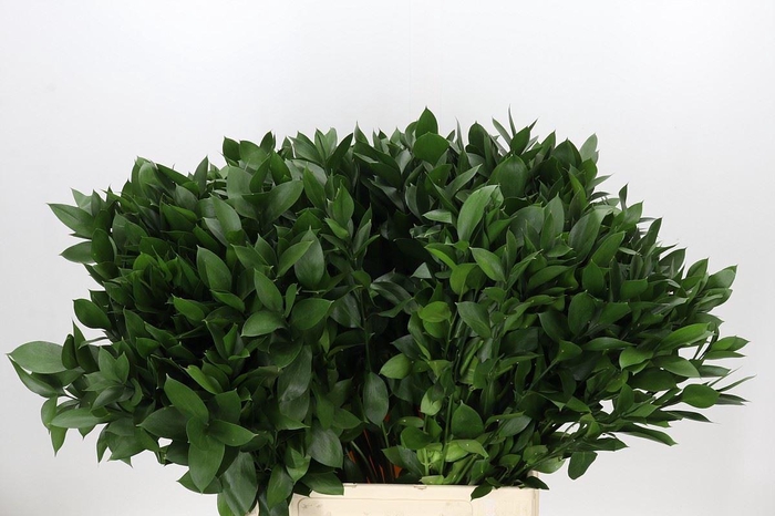 <h4>Ruscus aculeatus   ...groot blad</h4>