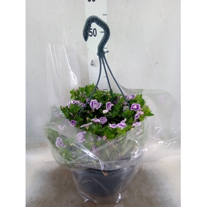 Hanging baskets
