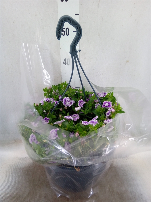 <h4>Hanging baskets</h4>