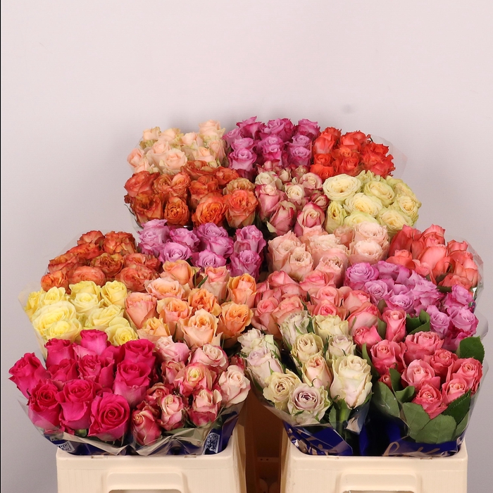 <h4>R Gr Gem In Fust</h4>