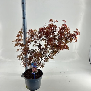 Acer pal. 'Royal Garnet ('Opstal11PBR)