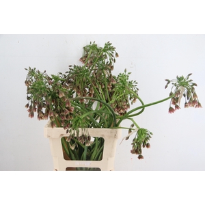ALLIUM NECT SICULUM BULGAR ARTISTIC