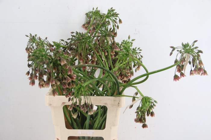 <h4>ALLIUM NECT SICULUM BULGAR ARTISTIC</h4>