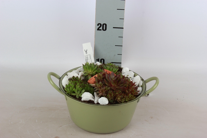 <h4>ARR SEMPERVIVUM</h4>