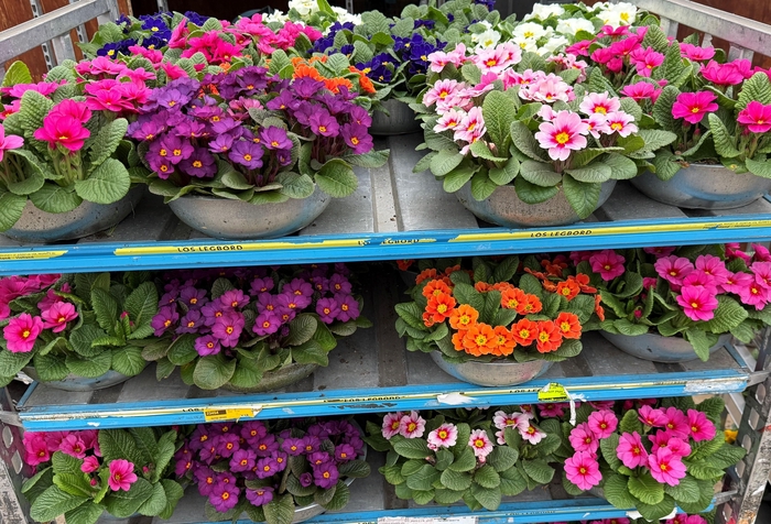 <h4>PRIM AC BONNELI GEM</h4>