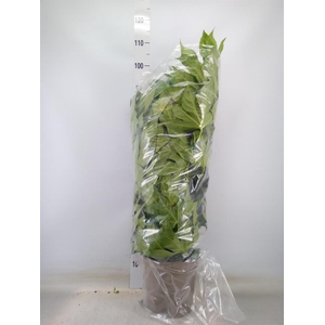 Fatsia japonica   ...