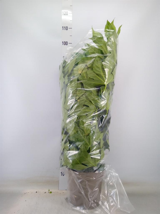 <h4>Fatsia japonica ...</h4>