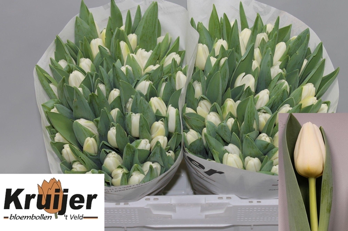 <h4>TU EN ANTARCTICA</h4>