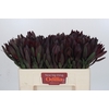 Leucadendron Saf Sunset Dark R.