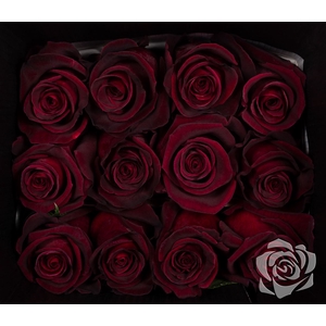 Rosa Gr Black Baccara