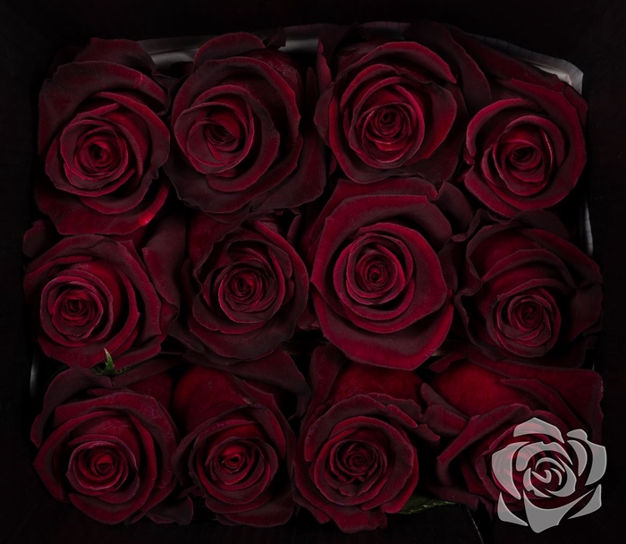 <h4>Rosa Gr Black Baccara</h4>