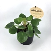 PILEA PEPEROMIOIDES