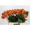 Dahlia Cornel Bronze