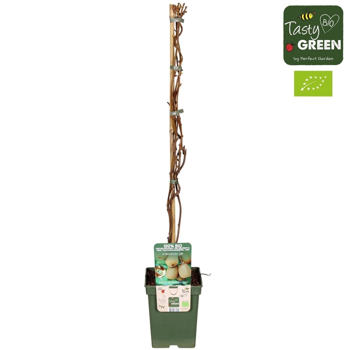 Actinidia deliciosa Jenny