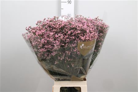 <h4>Lim Sin Blush Diamond</h4>