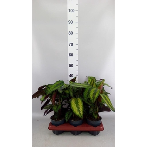 Calathea  'Beautystar'