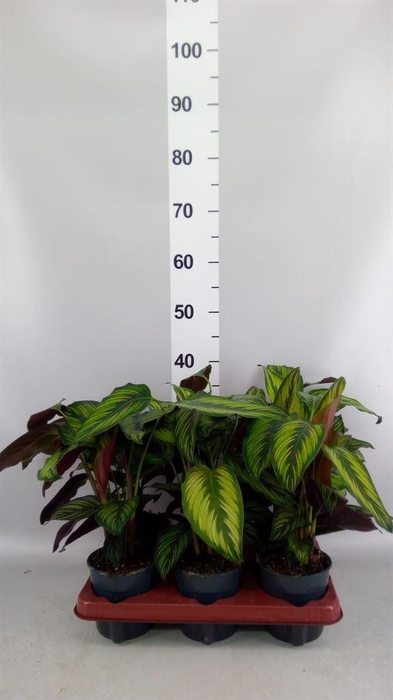 <h4>Calathea  'Beautystar'</h4>
