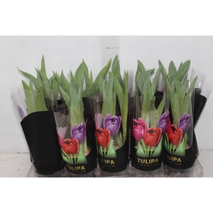 TULIPA VARIADO P12
