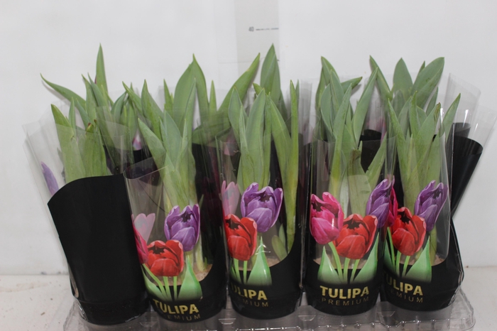 <h4>TULIPA VARIADO P12</h4>