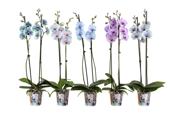<h4>Potcover I Am Coloured Phal I Am Special Mix 2T14+</h4>