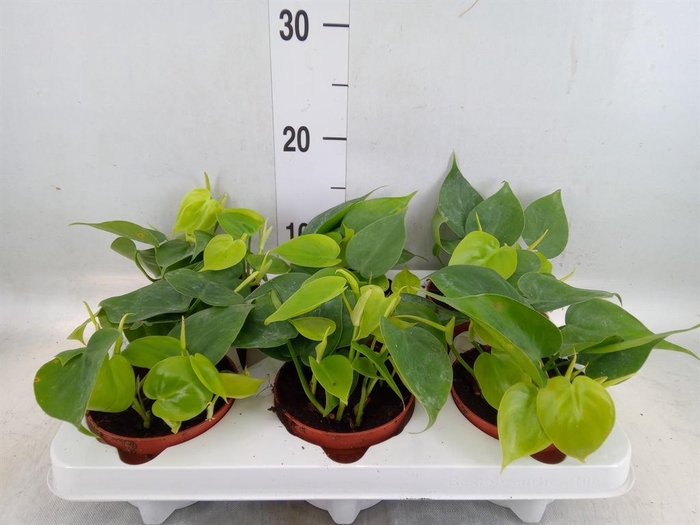 <h4>Philodendron scand.</h4>