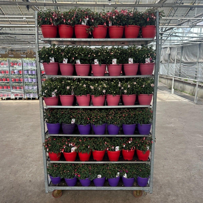 <h4>FUCHSIA B F MIXK</h4>