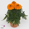 Tag Er Taish Orange