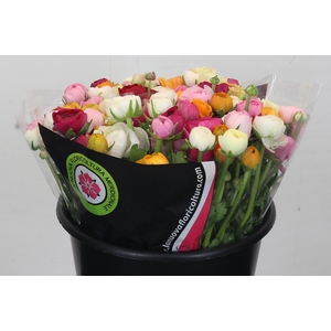 Ranunculus Elegance Rainbow