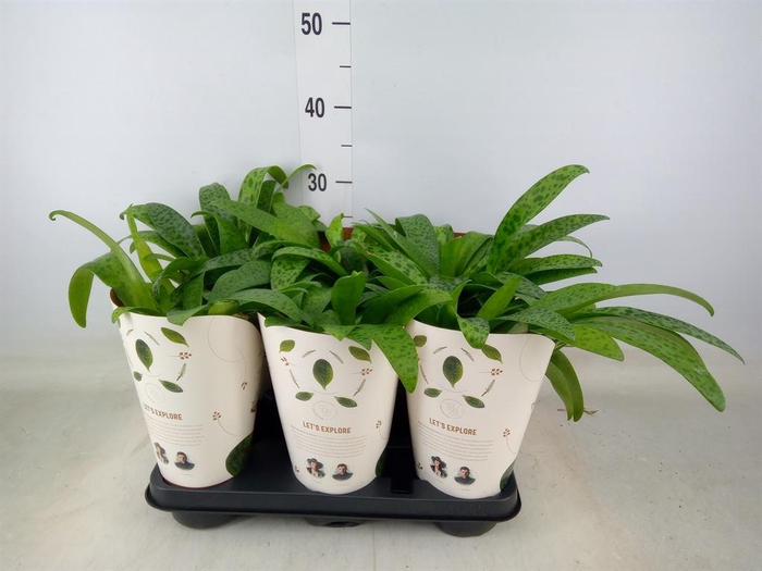 <h4>Drimiopsis maculata</h4>